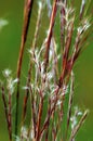 Little Bluestem  41342 Royalty Free Stock Photo