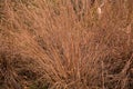 Little bluestem on a cloudy Autumn day.