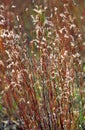 Little Bluestem   34375 Royalty Free Stock Photo