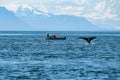 a little boat and the fluke of a submerging humpback in front of this Glacier Bay, Alaska