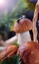 Little boletus edulis with a leaf on its cap in the rain