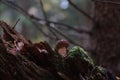 Little boletus edulis mushroom grown in amazing green moss Royalty Free Stock Photo