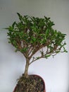 little bonsai on proses
