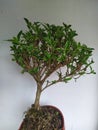 little bonsai on proses Royalty Free Stock Photo