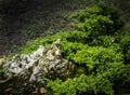 Little bonsai tree in exhibit Royalty Free Stock Photo