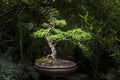 Little bonsai tree in exhibit Royalty Free Stock Photo