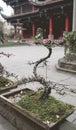 Little bonsai tree in winter at the garden in an old pot