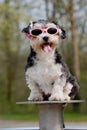 Little boomer dog wearing sunglasses