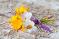 Little bouquet with fresh crocus