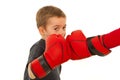 Little boxer boy fighting