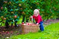 Little boy with apple basket on a farm Royalty Free Stock Photo