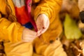 A little boy in an autumn park sits on yellow leaves in a yellow jacket and holds a ladybug in children`s hands. A red beetle Royalty Free Stock Photo