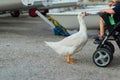 A little boy in a baby stroller feeding a goose with bread at dusk in the port Royalty Free Stock Photo