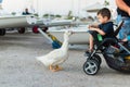 A little boy in a baby stroller feeding a goose with bread at dusk in the port Royalty Free Stock Photo