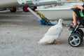 A little boy in a baby stroller feeding a goose with bread at dusk in the port Royalty Free Stock Photo