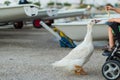 A little boy in a baby stroller feeding a goose with bread at dusk in the port Royalty Free Stock Photo