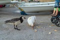 A little boy in a baby stroller feeding a goose with bread at dusk in the port Royalty Free Stock Photo