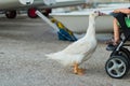 A little boy in a baby stroller feeding a goose with bread at dusk in the port Royalty Free Stock Photo