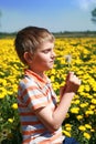 Little boy is blowing dandelion. Royalty Free Stock Photo