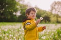 Little boy blowing dandelion Royalty Free Stock Photo