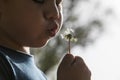 Little boy blowing on dandelions Royalty Free Stock Photo