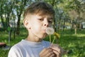 A little boy blows away a dandelion Royalty Free Stock Photo