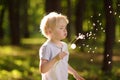 Little boy blows down dandelion fluff. Making a wish Royalty Free Stock Photo