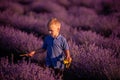 Little boy in blue polo play among the rows of purple lavender in field. Child is gathers flowers