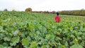 A little boy in a bright red jacket exploring a farmers field