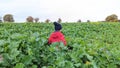 A little boy in a bright red jacket walks through a farmers field Royalty Free Stock Photo