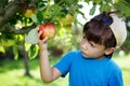 Little boy in cap picking apples Royalty Free Stock Photo