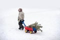 little boy carries a Christmas tree with red wagon. the child chooses a Christmas tree. Royalty Free Stock Photo
