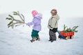 Little boy carries a Christmas tree with red wagon. the child chooses a Christmas tree. Royalty Free Stock Photo