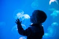 Little boy, child watching jellyfish swim at indoor aquarium. Kid at zoo aquarium.