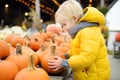 Little boy choose right pumpkin on a farm at autumn. Preschooler child hold a orange pumpkin Royalty Free Stock Photo