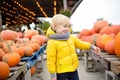 Little boy choose right pumpkin on a farm at autumn. Preschooler child look at orange decorative pumpkin Royalty Free Stock Photo