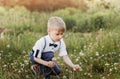 Little boy collects white dandelions in summer in park Royalty Free Stock Photo