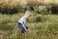 Little cute boy collects white dandelions in summer in park Royalty Free Stock Photo