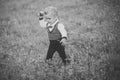 Little boy eat apple on green grass, food Royalty Free Stock Photo