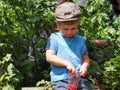 Village boy eating fresh raspberries Royalty Free Stock Photo