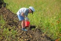 A little boy from a family of farmers helps to harvest potatoes Royalty Free Stock Photo