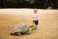 Little boy feeding Aldabra giant tortoise. Mauritius. Royalty Free Stock Photo