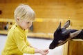 Little boy feeding goat at indoor petting zoo Royalty Free Stock Photo