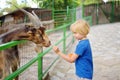 Little boy feeding goat. Child at outdoors petting zoo. Kid having fun in farm with animals. Children and animals. Fun for kids on Royalty Free Stock Photo