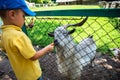 little boy feeding goats in contact zoo Royalty Free Stock Photo