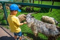 little boy feeding goats in contact zoo Royalty Free Stock Photo