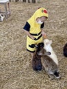 Little Boy Feeding Rabbits With Carrot Royalty Free Stock Photo