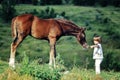 Little boy feeds horse Royalty Free Stock Photo