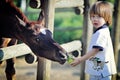 Little boy feeds horses with apple Royalty Free Stock Photo