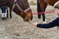 A little boy feeds horses with hay from his hands Royalty Free Stock Photo